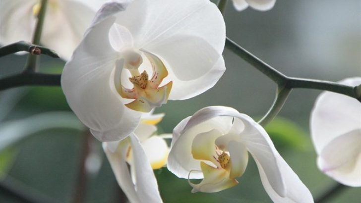 Orkide Nasıl Sulanır?