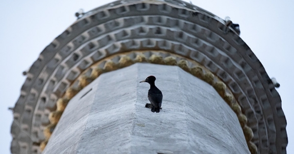 Nadir görülen ‘kara ağaçkakan’ 4 yıldır minare havalandırmasında yaşıyor